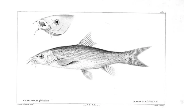 Afbeelding Van Een Vis Oude Beeld — Stockfoto
