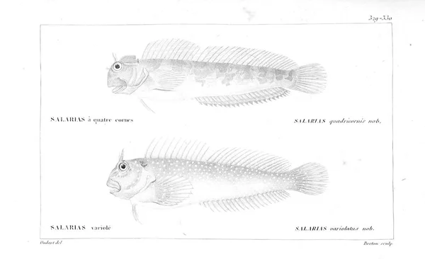 Illustration Poissons Ancienne Image — Photo