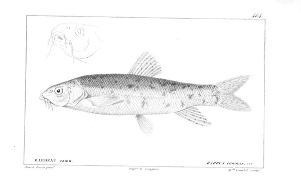 Balık Illustration Eski Resim — Stok fotoğraf