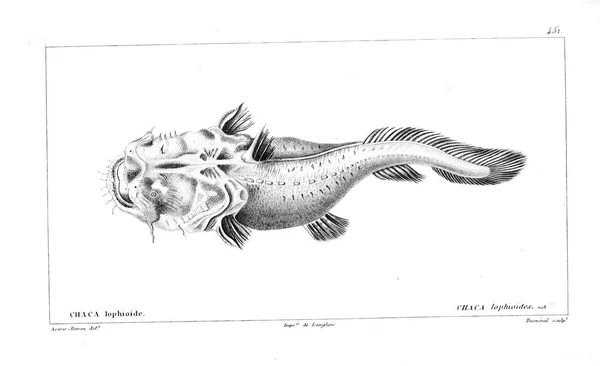 Illustration Poissons Ancienne Image — Photo