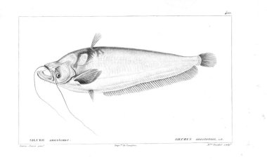 Balık Illustration. Eski resim