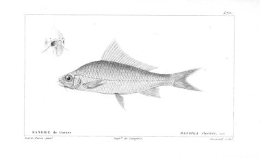 Balık Illustration. Eski resim