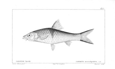 Balık Illustration. Eski resim