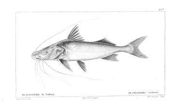 Balık Illustration. Eski resim