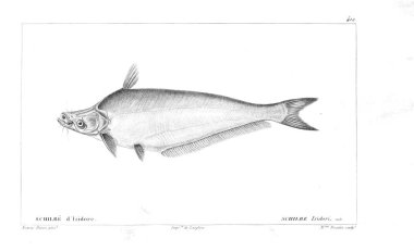 Balık Illustration. Eski resim