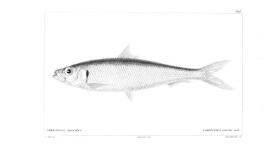 Balık Illustration. Eski resim