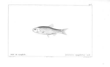 Balık Illustration. Eski resim