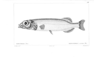 Balık Illustration. Eski resim