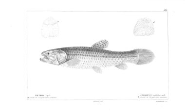 Balık Illustration. Eski resim