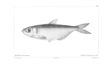 Balık Illustration. Eski resim