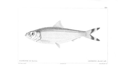 Balık Illustration. Eski resim