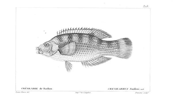 Illustration Poissons Ancienne Image — Photo