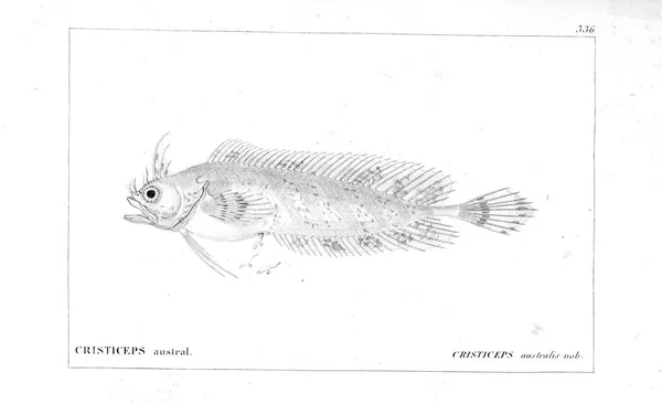 鱼的例证 旧图像 — 图库照片