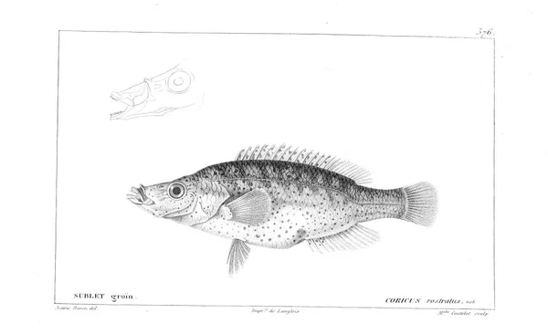 Illustration Poissons Ancienne Image — Photo