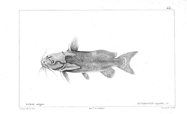 Ilustración Peces Imagen Antigua — Foto de Stock