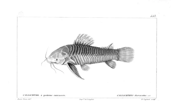 Illustration Poissons Ancienne Image — Photo