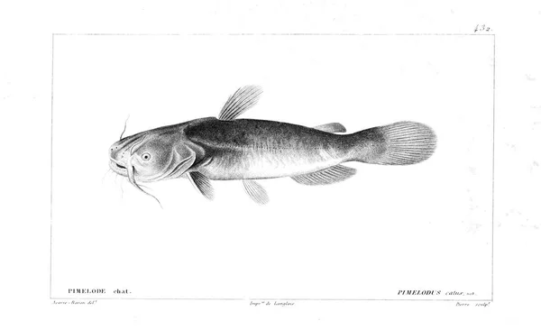 Illustration Poissons Ancienne Image — Photo