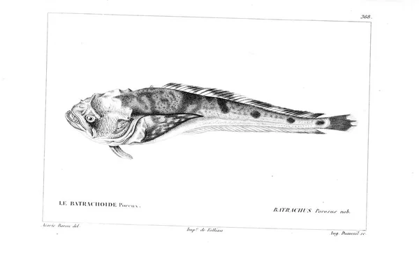 Иллюстрация Рыбы Старое Изображение — стоковое фото