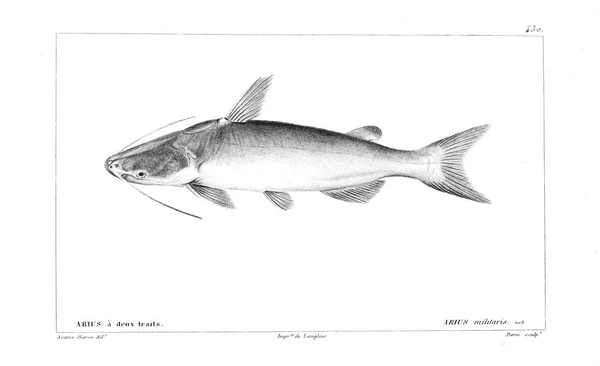 Illustration Fisk Gamla Bilden — Stockfoto
