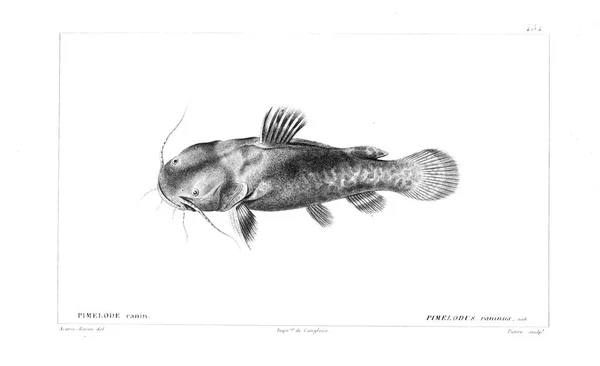 Ilustración Peces Imagen Antigua — Foto de Stock