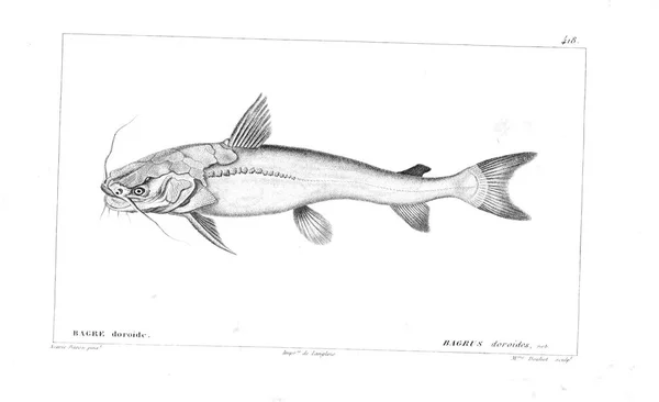 Illustration Poissons Ancienne Image — Photo