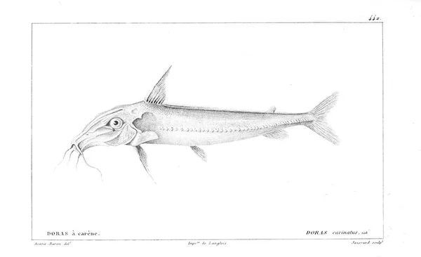 Illustration Poissons Ancienne Image — Photo