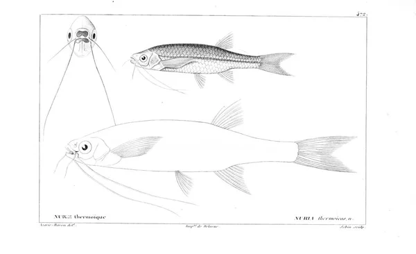 Illustration Poissons Ancienne Image — Photo