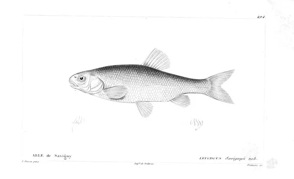 Illustration Poissons Ancienne Image — Photo