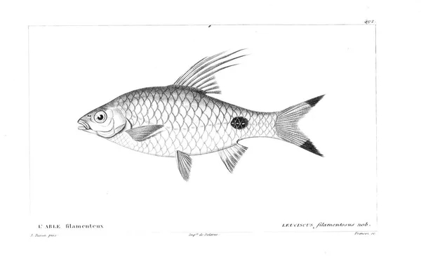 Ilustración Peces Imagen Antigua — Foto de Stock