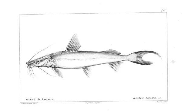 Illustration Poissons Ancienne Image — Photo