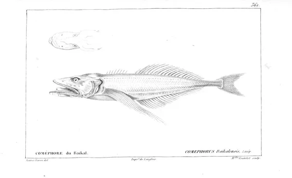 Иллюстрация Рыбы Старое Изображение — стоковое фото