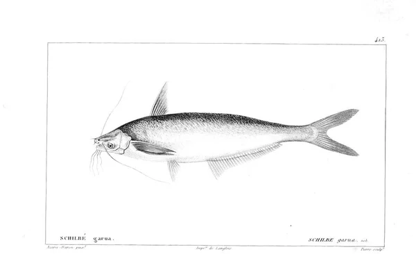 Illustration Poissons Ancienne Image — Photo