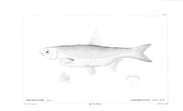 Illustration Poissons Ancienne Image — Photo