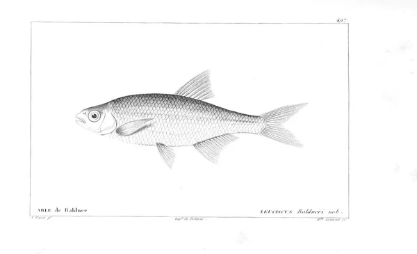 Illustration Poissons Ancienne Image — Photo