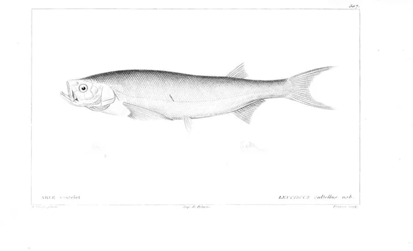 Illustration Poissons Ancienne Image — Photo