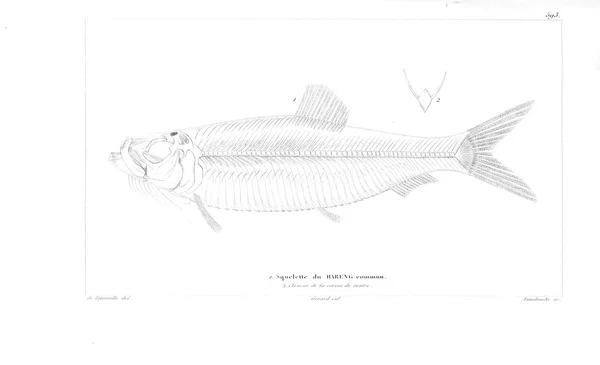 Illustration Poissons Ancienne Image — Photo