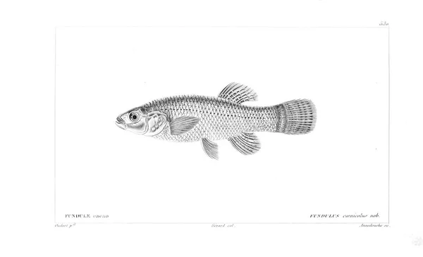 Illustration Poissons Ancienne Image — Photo