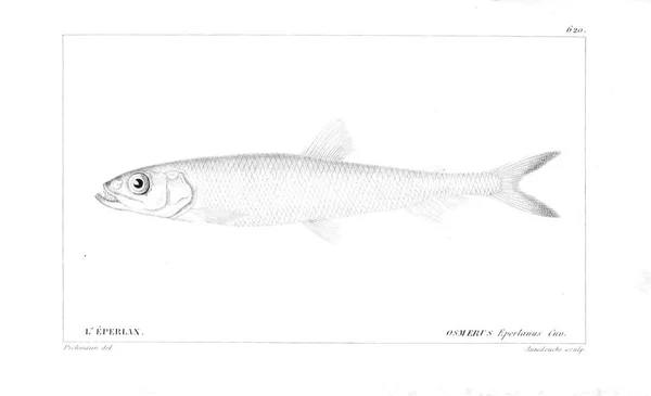 Illustration Poissons Ancienne Image — Photo