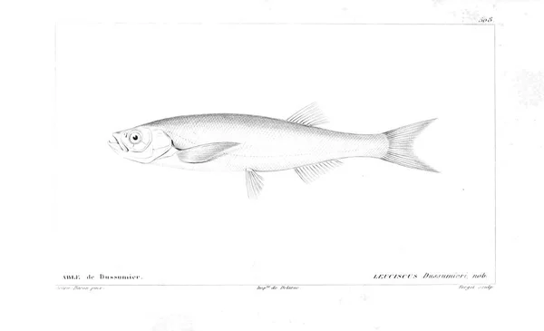 Illustrazione Dei Pesci Vecchia Immagine — Foto Stock