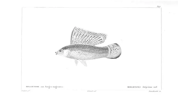 Иллюстрация Рыбы Старое Изображение — стоковое фото