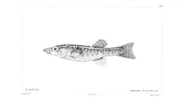 Illustration Poissons Ancienne Image — Photo