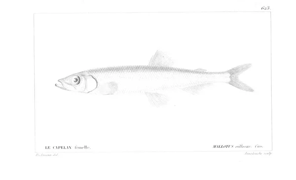 Illustration Fisk Gamla Bilden — Stockfoto