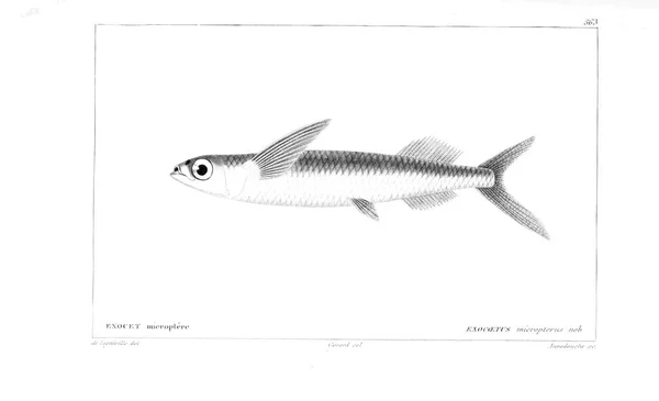 鱼的例证 旧图像 — 图库照片
