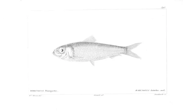 魚のイラスト 古いイメージ — ストック写真