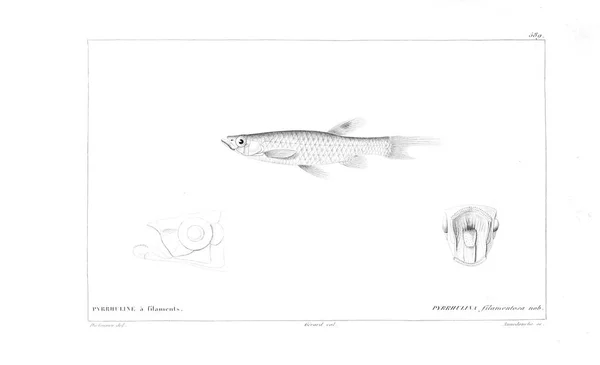 Illustration Von Fischen Altes Bild — Stockfoto