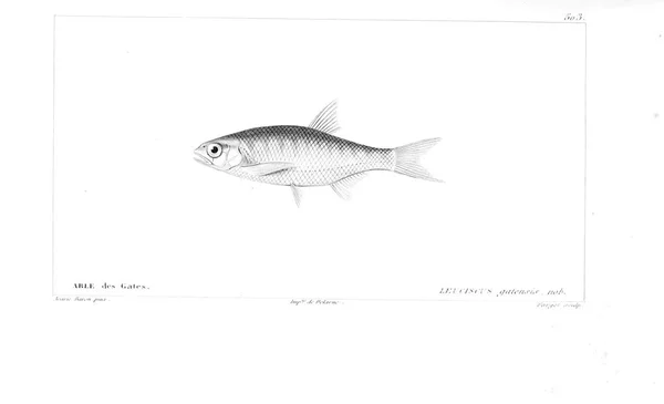 Illustration Poissons Ancienne Image — Photo