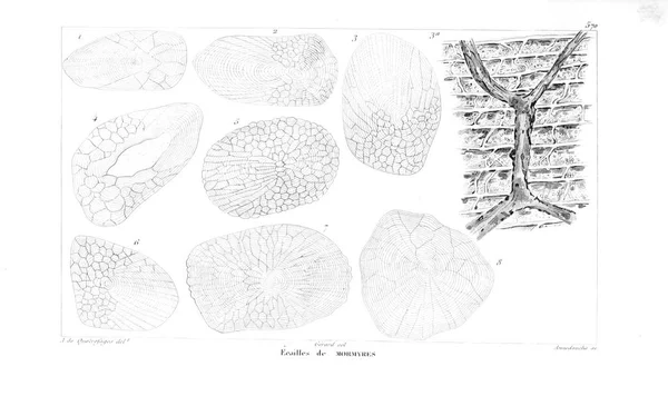 Illustration Fisk Gamla Bilden — Stockfoto