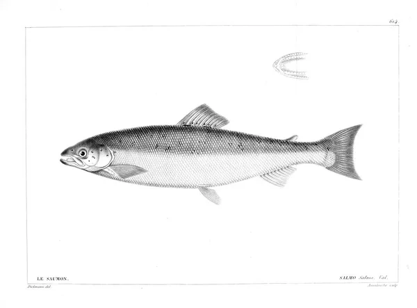 Illustration Fisk Gamla Bilden — Stockfoto