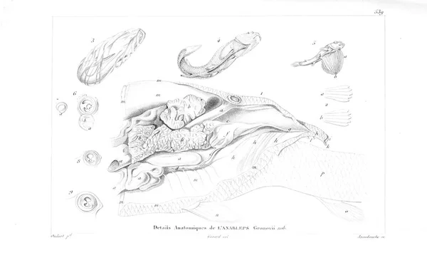 Illustration Poissons Ancienne Image — Photo