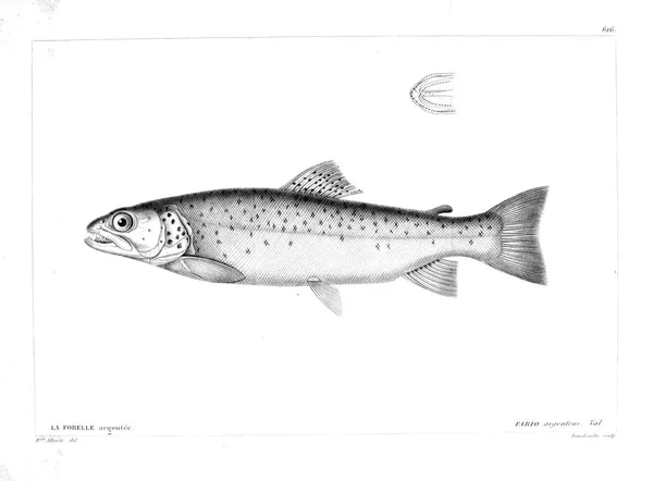 Ilustración Peces Imagen Antigua — Foto de Stock